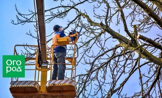 Когда обрезать специализированные плодовые деревья