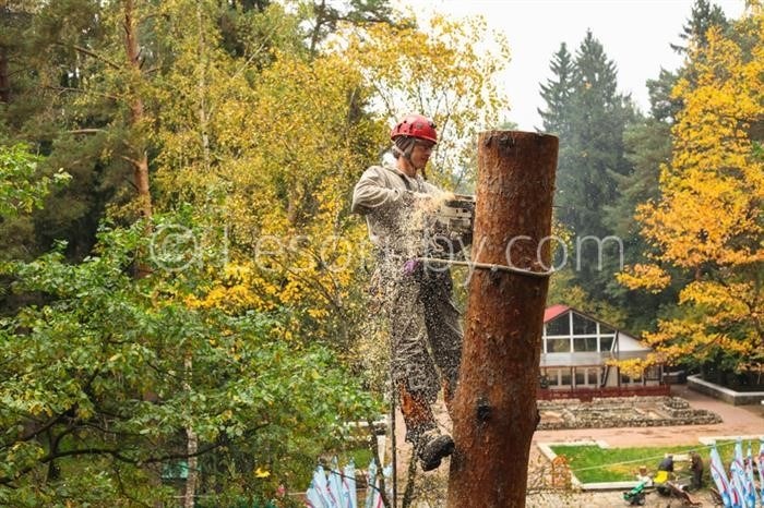 Удалите высокие сосны в городских парках